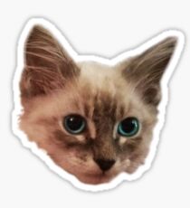 Siemese Kitten Sticker