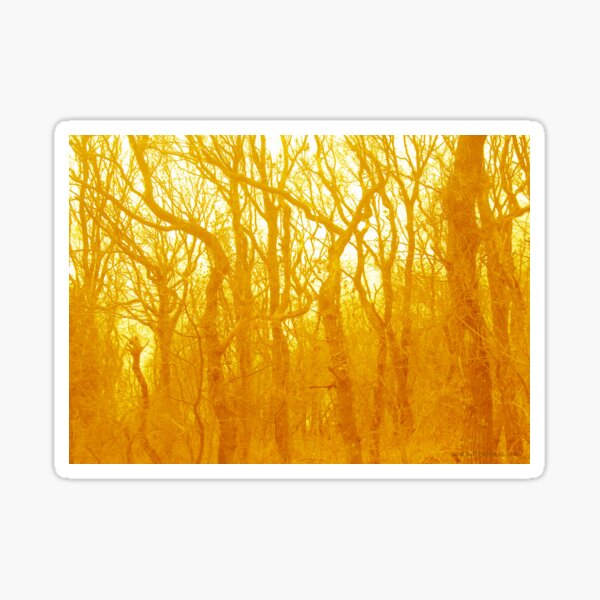 VELVET WOOD Yellow Sticker