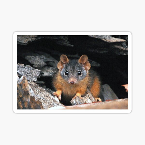 Yellow-footed Antechinus male Sticker