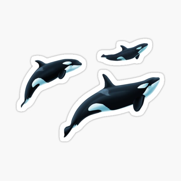 Sakari, Takara and Calf Orcas Sticker