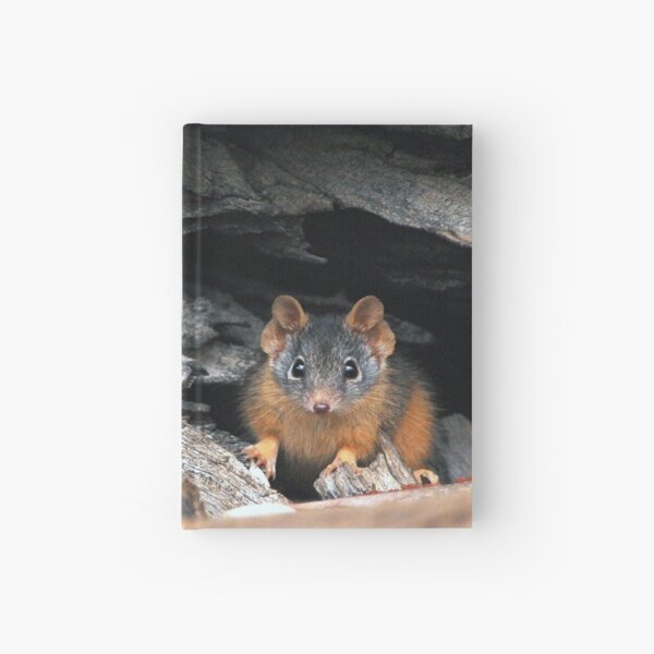 Yellow-footed Antechinus male Hardcover Journal
