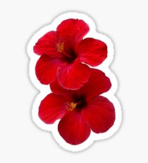 Two Red Hibiscus Flowers Sticker