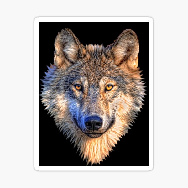 Thinking About Wolves Aggressive Wolf Growling Wolf - funny photos Sticker