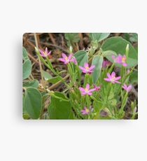 Tiny Pink Wildflowers Leinwanddruck
