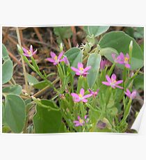 Tiny Pink Wildflowers Poster