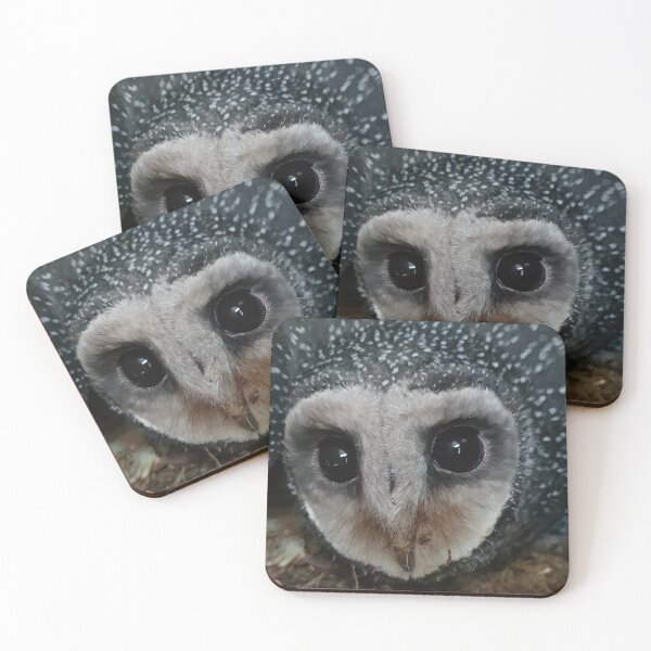 Item preview, Peel Zoo: Bellatrix the Lesser Sooty Owl designed and sold by PeelZoo.