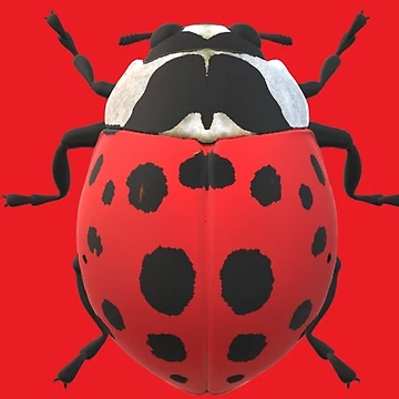 Artwork thumbnail, LADYBUG by RokSIMPSON