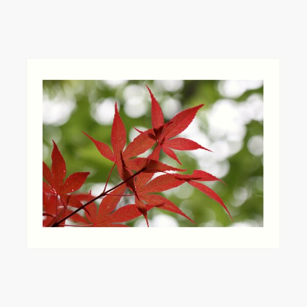 spring leaves Art Print