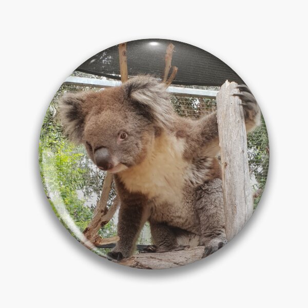 Item preview, Peel Zoo: Ashton the Southern Koala designed and sold by PeelZoo.