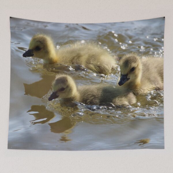 Item preview, Three Sibling Goslings Swimming designed and sold by Susie Kramer.