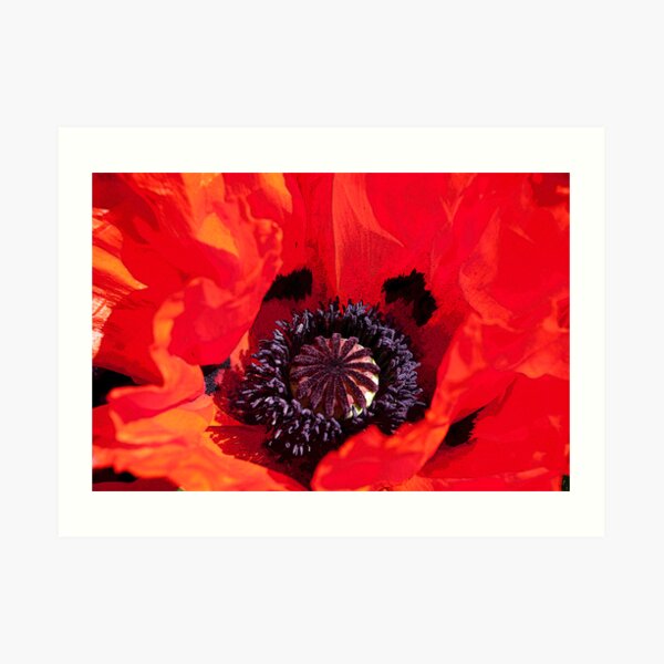 Poppy Blast Art Print