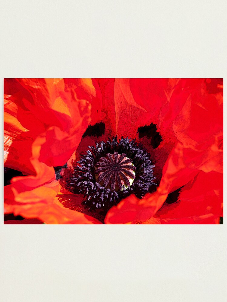 Alternate view of Poppy Blast Photographic Print
