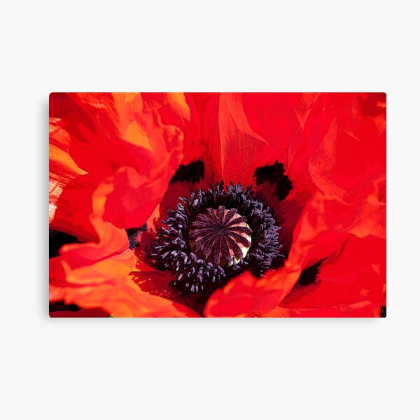 Poppy Blast Canvas Print