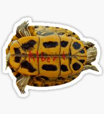 Albert the Turtle Sticker