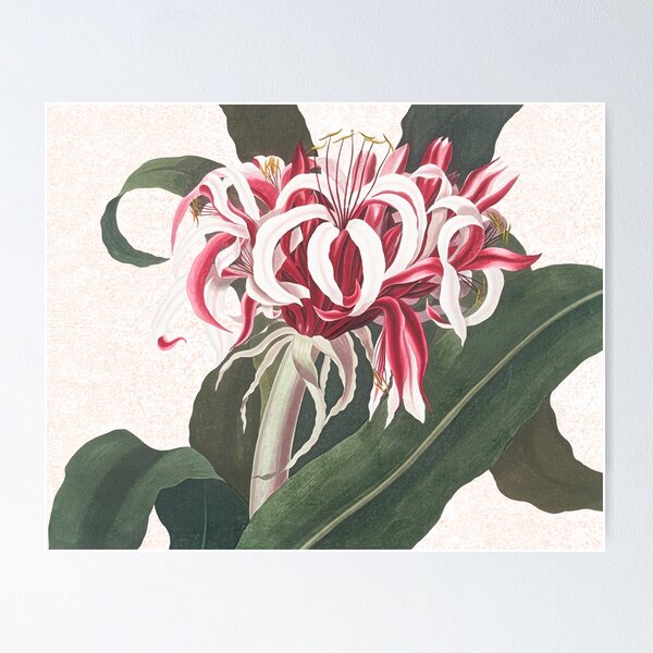 Item preview, Queen Emma Spider Lily botanical watercolour  designed and sold by anni103.