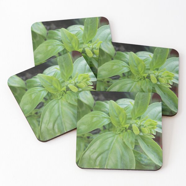 Item preview, Basil designed and sold by Susie Kramer.