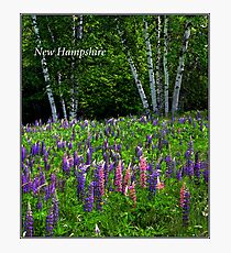 New Hampshire Poster Breathless Among lupines. Photographic Print