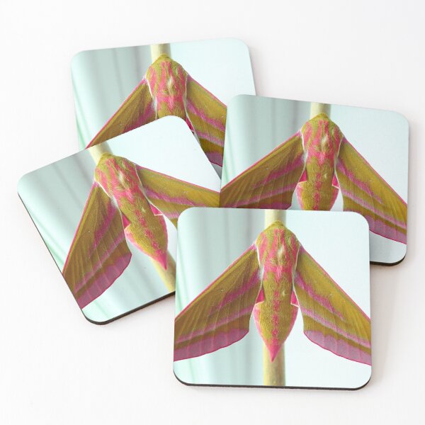 Item preview, Elephant hawk moth designed and sold by Rachelidoless.