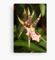 Spider Orchid Canvas Print