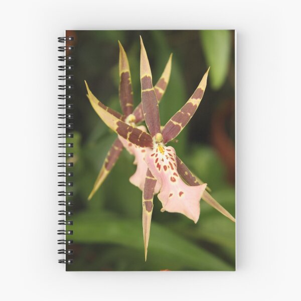 Item preview, Spider Orchid designed and sold by coffeebean.