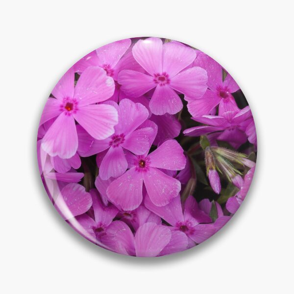 Artikelvorschau, Was der kriechende Phlox entworfen und verkauft von Adam Bykowski.