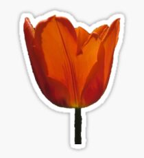 tuliply Sticker
