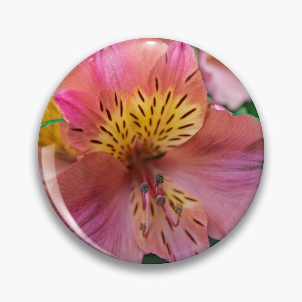 Item preview, Pink Peruvian lily designed and sold by Martin Leber.