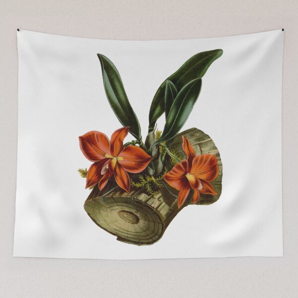 Item preview, Cattleya coccinea designed and sold by philozei.