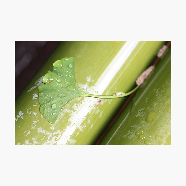green Japan Photographic Print