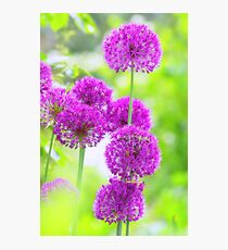 Allium Traum Photographic Print