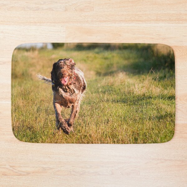 Item preview, Brown Roan Italian Spinone Dog in Action designed and sold by FOLK ART FUSION by heidiannemorris.