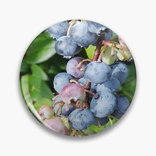 Item preview, Ready to pick blueberries? designed and sold by rvjames.