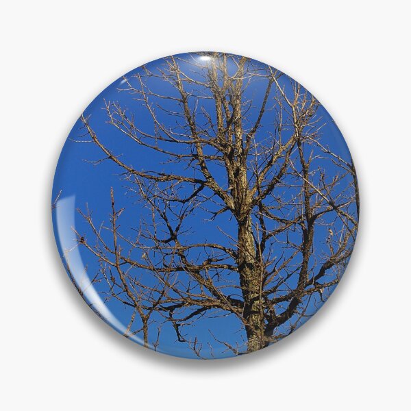 Item preview, Bur Oak, Quercus macrocarpa, Wisconsin tree, prairie, savanna designed and sold by rvjames.