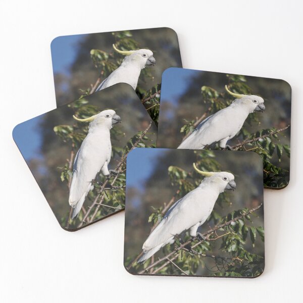 Item preview, Sulphur-crested Cockatoo, Bungendore, Australia 2013 designed and sold by muz2142.