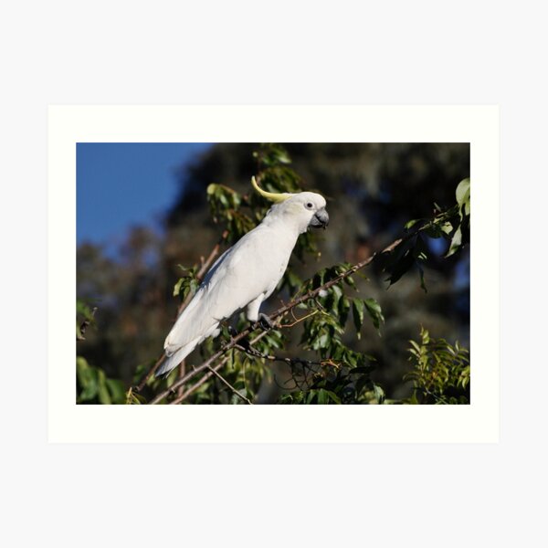 Sulphur-crested Cockatoo, Bungendore, Australia 2013 Art Print
