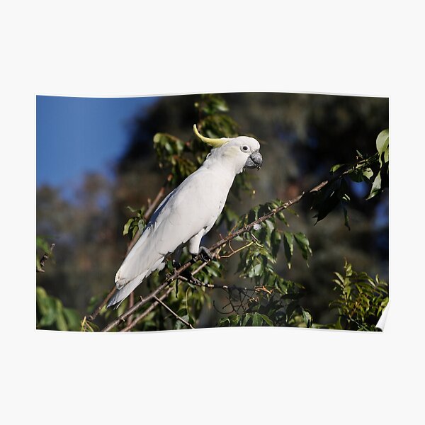 Sulphur-crested Cockatoo, Bungendore, Australia 2013 Poster