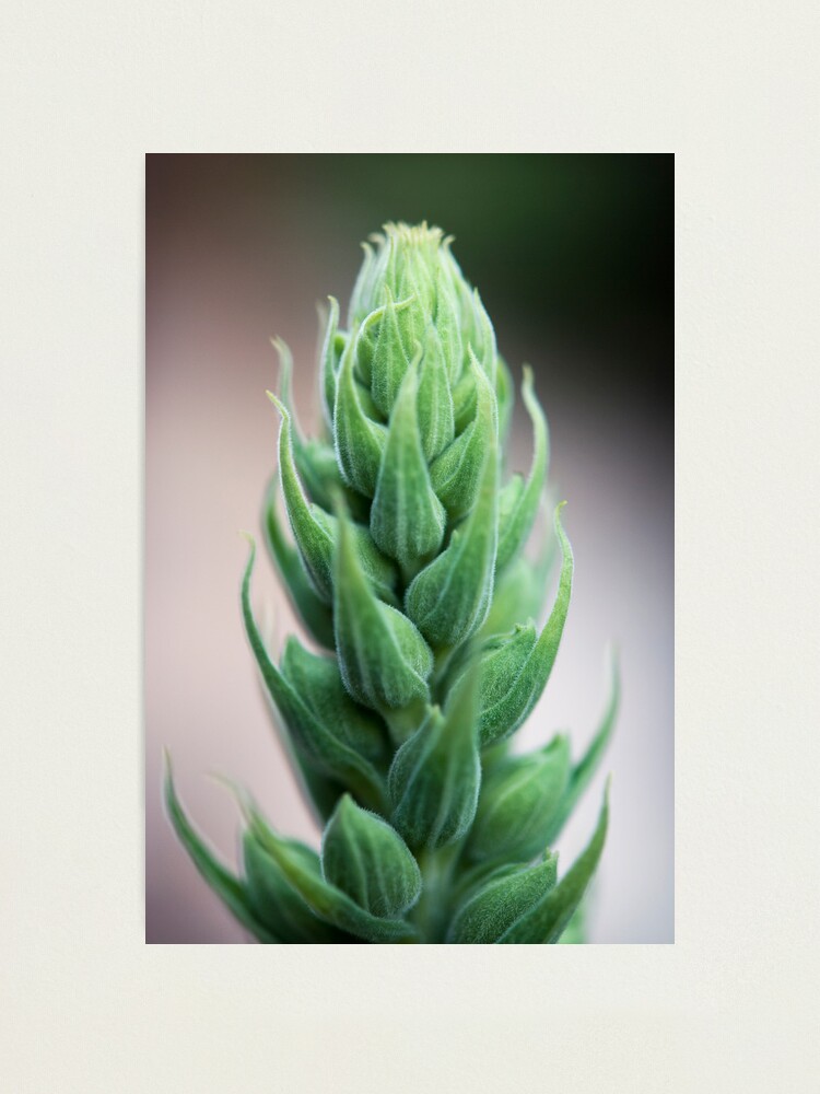 Alternate view of Day 334 - 8th June 2012 Photographic Print