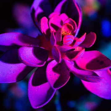 Bioluminescent Flower Glowing Bioluminescence Alien plant 4 Digital  Download Print