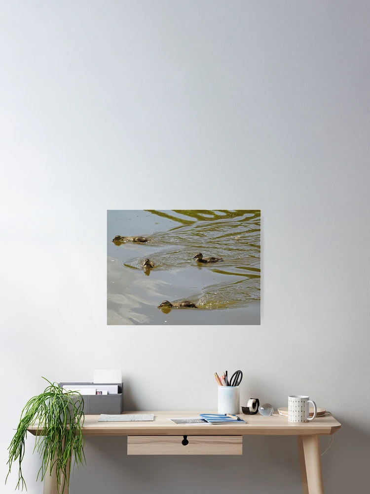 Thumbnail 2 of 3, Poster, A Quack Formation designed and sold by Rorymacve.