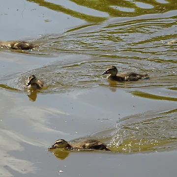 Artwork thumbnail, A Quack Formation by Rorymacve