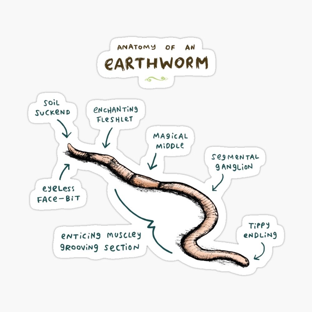 Anatomy of an Earthworm Poster for Sale by Sophie Corrigan