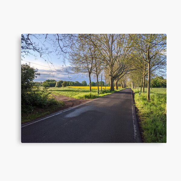 Platanenallee im Frühling bei Sonnenaufgang Leinwanddruck