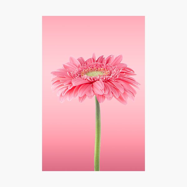 Item preview, Pink gerbera daisy flower designed and sold by homydesign.