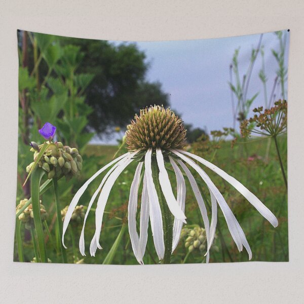 Item preview, Pale (very pale!) purple coneflower, Pope Farm Conservancy prairie 7493 designed and sold by rvjames.