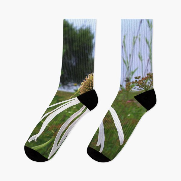 Item preview, Pale (very pale!) purple coneflower, Pope Farm Conservancy prairie 7493 designed and sold by rvjames.