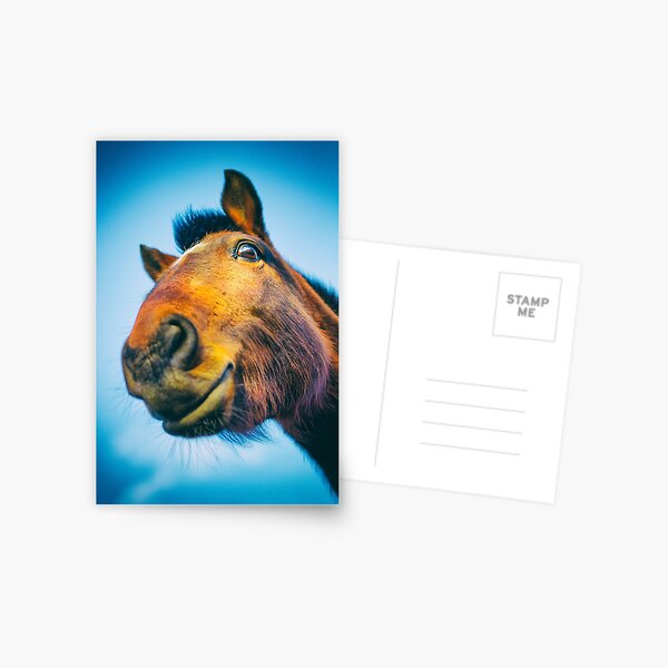 Dark Bay Horse Postcard