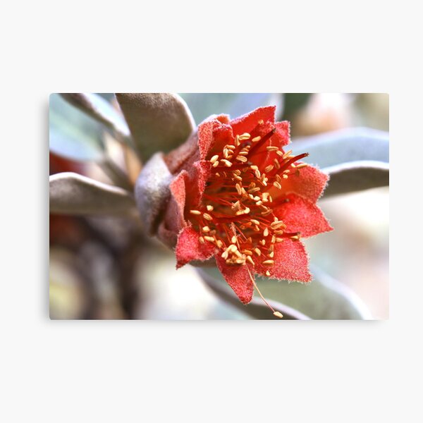 Item preview, Diplolaena grandiflora  designed and sold by andrachne.