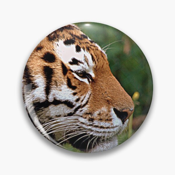 Item preview, Tiger at Longleat designed and sold by Photography  by Mathilde.