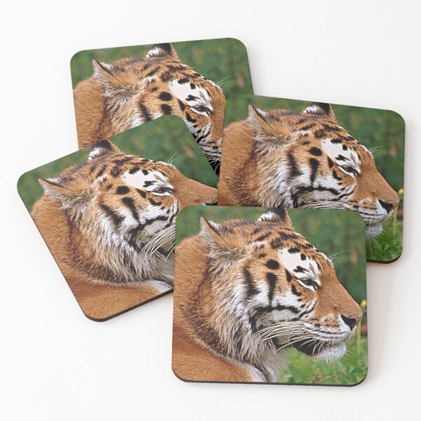 Item preview, Tiger at Longleat designed and sold by Photography  by Mathilde.
