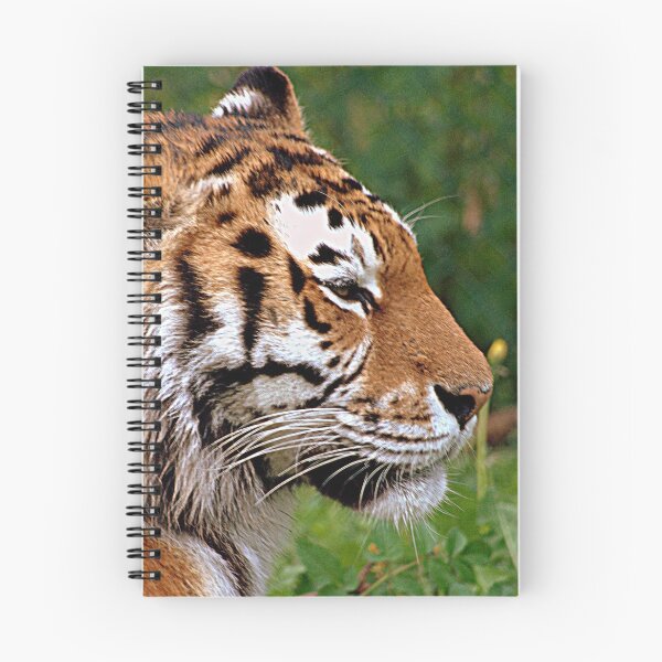 Item preview, Tiger at Longleat designed and sold by Photography  by Mathilde.